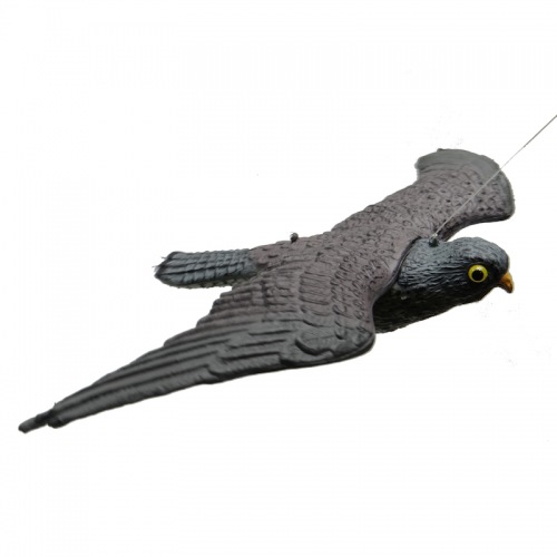 falco in volo scaccia colombi